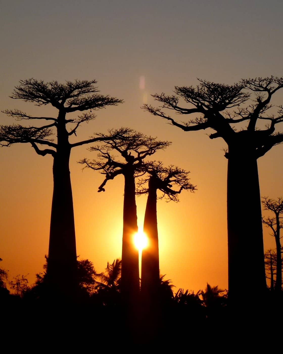 Baobab trees silhouetted at sunset on the Avenue of the Baobabs, Madagascar.